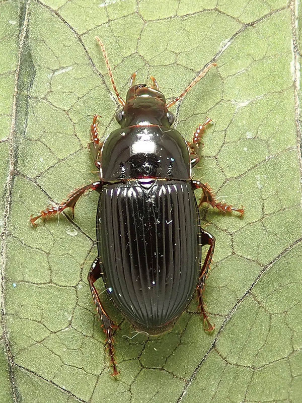 Carabidae: Harpalus tardus o forse H. anxius ?